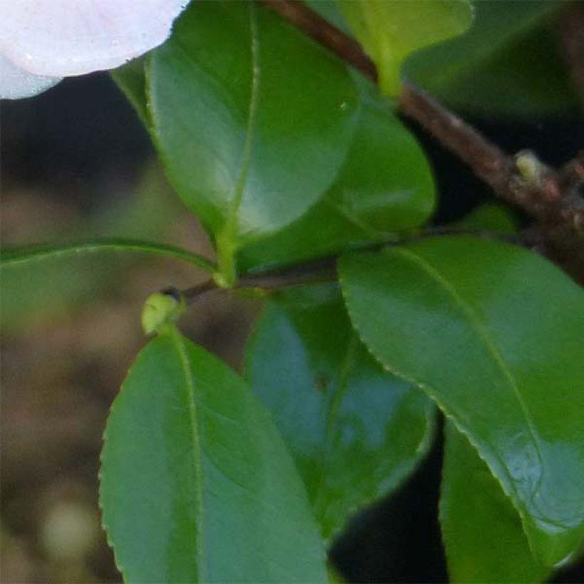 Kamelia Cinnamon Scentsation (Lehvistö)