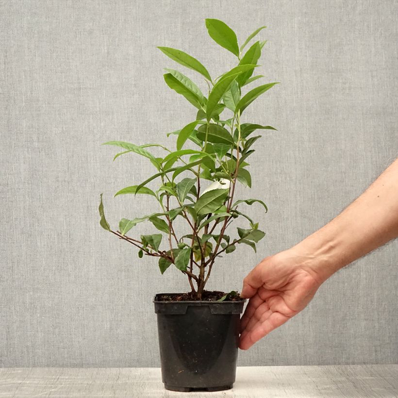 Esimerkki kesällä toimitetusta Teepensas Théojardin Pot de 2L/3L-taimesta