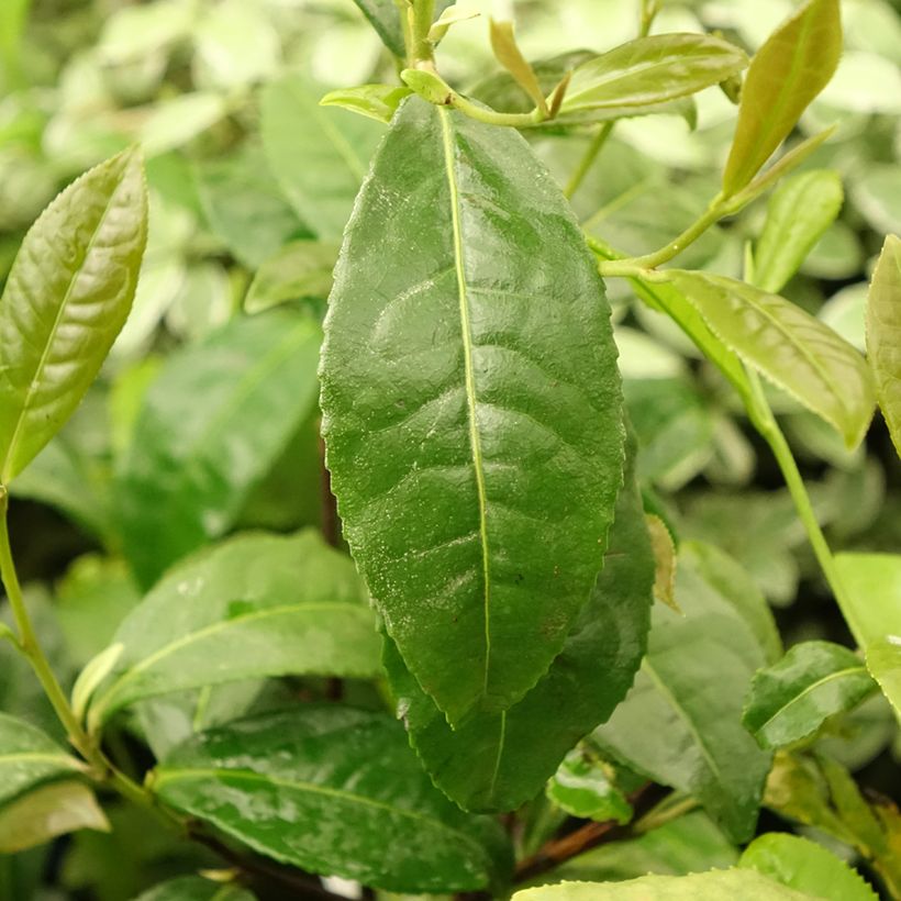 Teepensas Théojardin (Lehvistö)