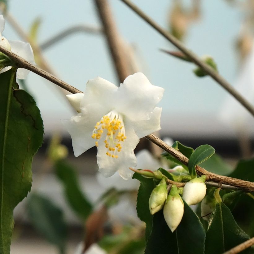 Kamelia - Camellia tsaii (Kukinta)