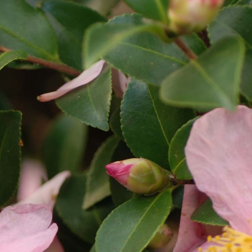 Kamelia Pink Goddess (Lehvistö)