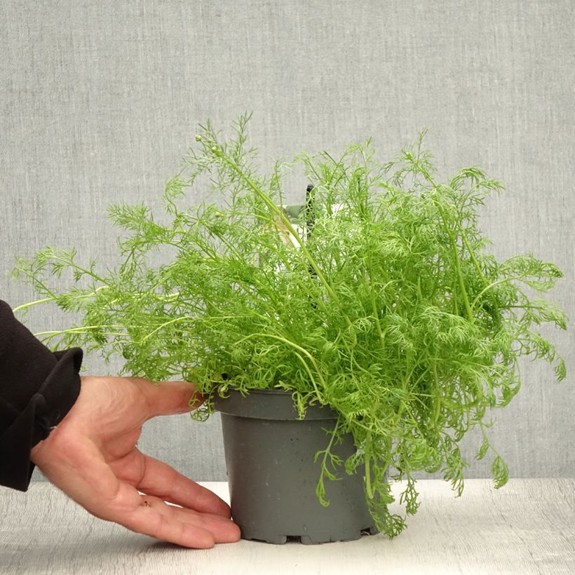 Esimerkki kesällä toimitetusta Tuoksusaunio - Matricaria camomilla Ruukku 1,5L / 2L-taimesta