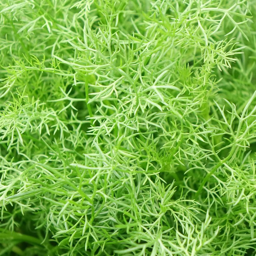Tuoksusaunio - Matricaria camomilla (Lehvistö)