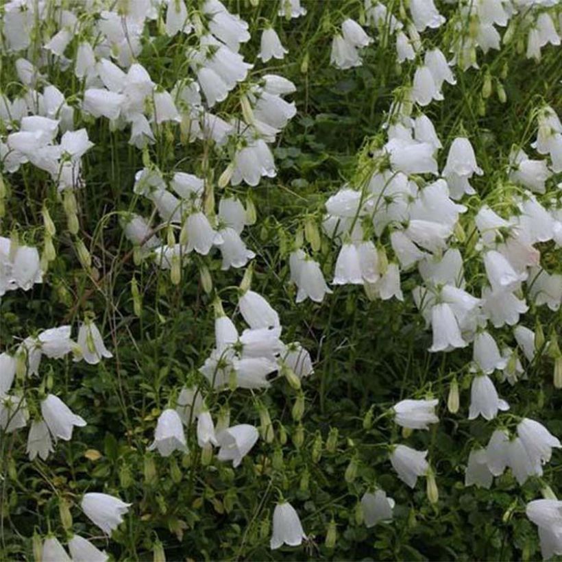 Kääpiökello Alba (Kukinta)