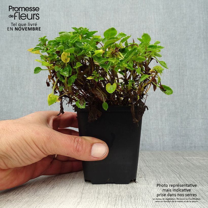Esimerkki syksyllä toimitetusta Kääpiökello - Campanula cochleariifolia 8/9 cm taimiruukku-taimesta