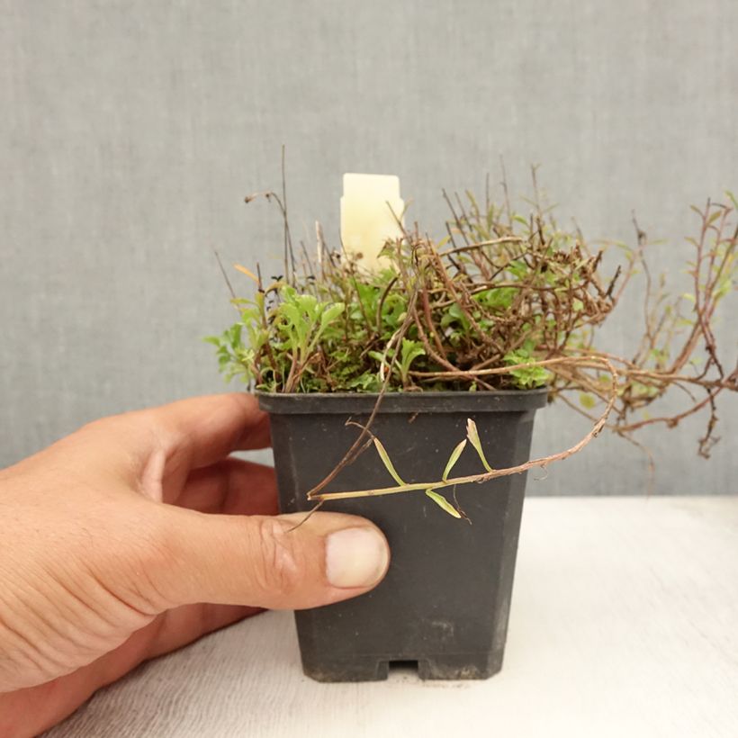 Esimerkki kesällä toimitetusta Kääpiökello - Campanula cochleariifolia Godet de 8/9 cm-taimesta