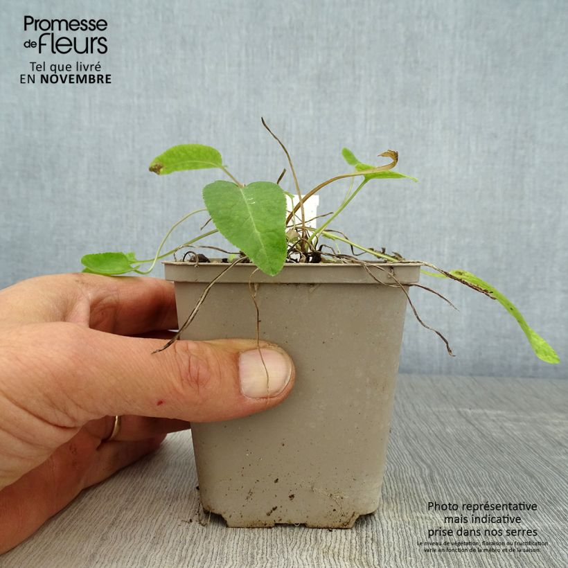 Esimerkki syksyllä toimitetusta Peurankello Genti Twisterbell 8/9 cm taimiruukku-taimesta