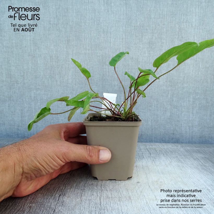 Esimerkki kesällä toimitetusta Peurankello Genti Twisterbell Godet de 8/9 cm-taimesta
