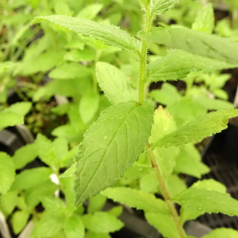 Maitokello Alba (Lehvistö)