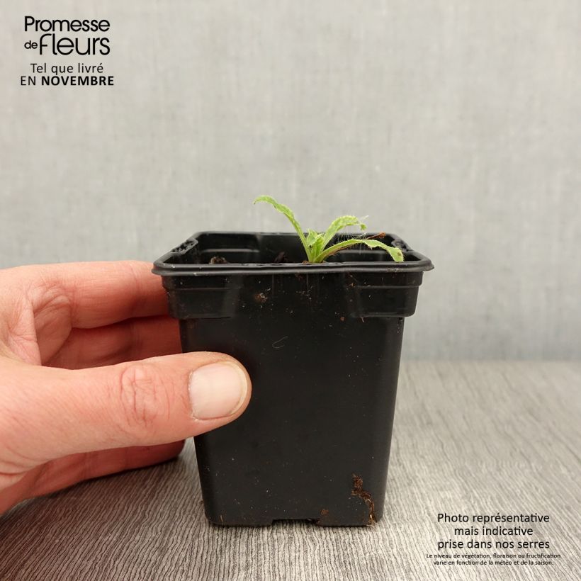 Esimerkki syksyllä toimitetusta Maariankello Bleue 7/8 cm taimiruukku-taimesta