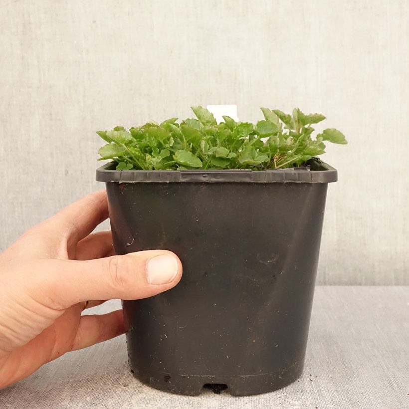 Esimerkki keväällä toimitetusta Kurjenkello La Bello Ruukku 2L / 3L-taimesta