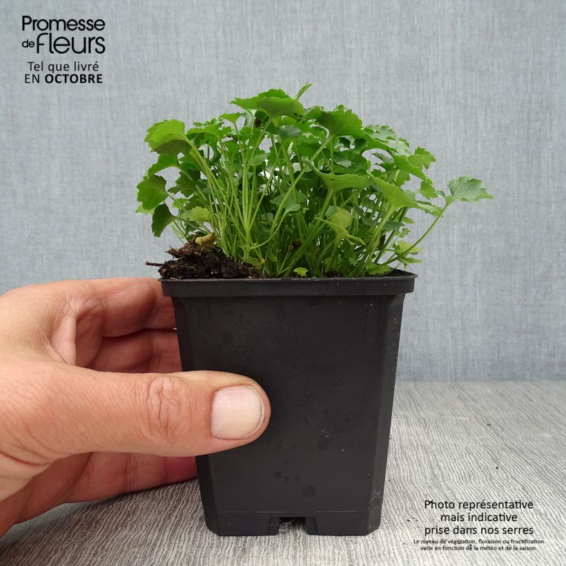 Esimerkki syksyllä toimitetusta Tähtikello Resholt Variety 8/9 cm taimiruukku-taimesta