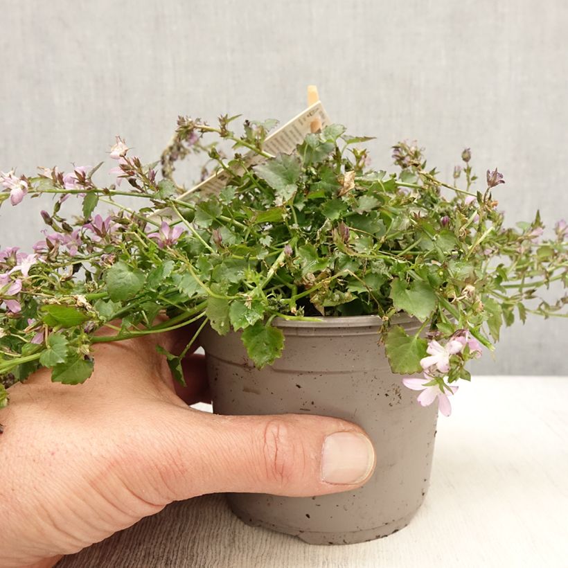 Esimerkki keväällä toimitetusta Tähtikello Adansa Pink 1 litran / 1,5 litran ruukku-taimesta
