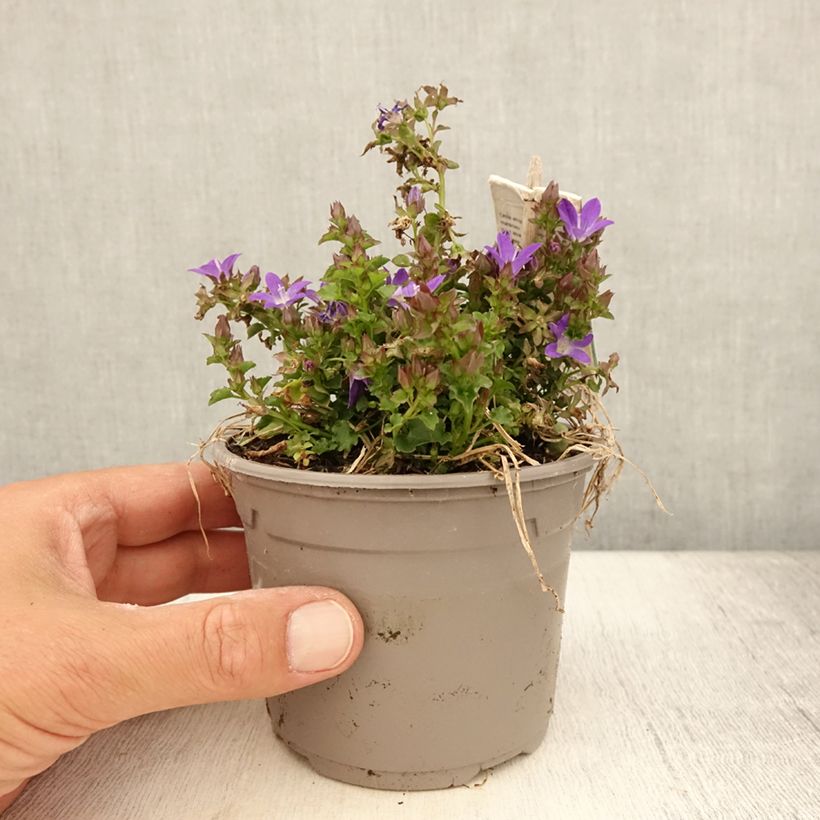Esimerkki kesällä toimitetusta Tähtikello Adansa Purple 1 litran / 1,5 litran ruukku-taimesta