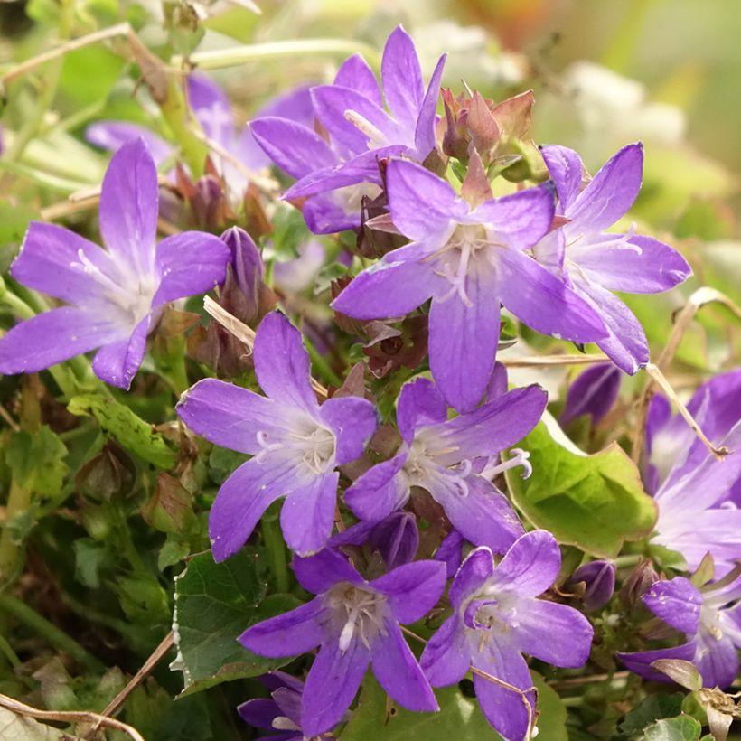 Tähtikello Adansa Purple (Kukinta)
