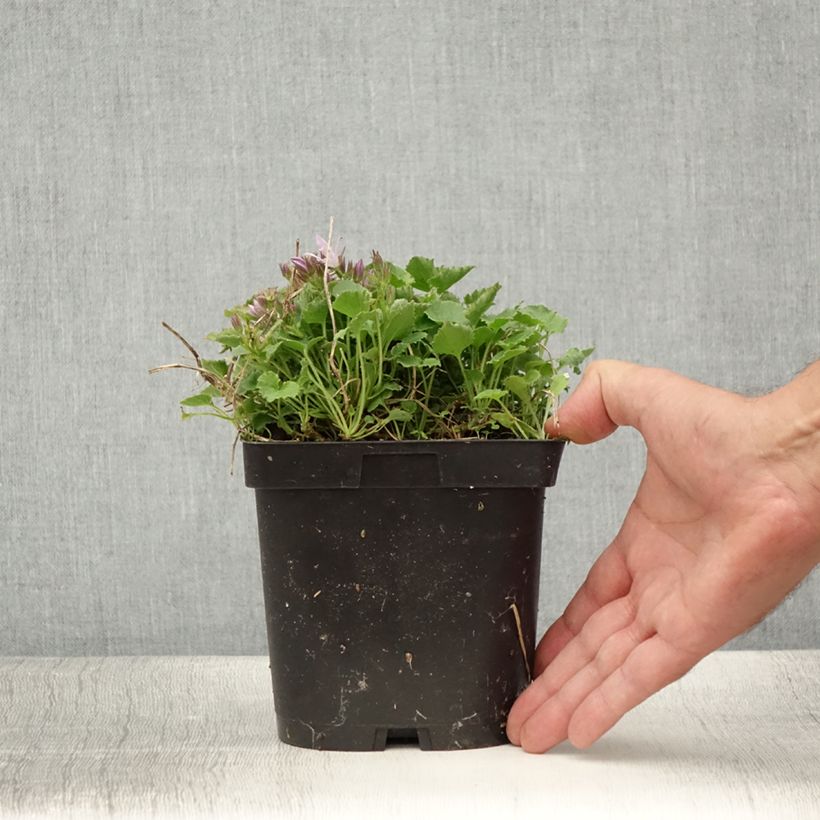 Esimerkki kesällä toimitetusta Tähtikello Lisduggan Variety Pot de 2L/3L-taimesta