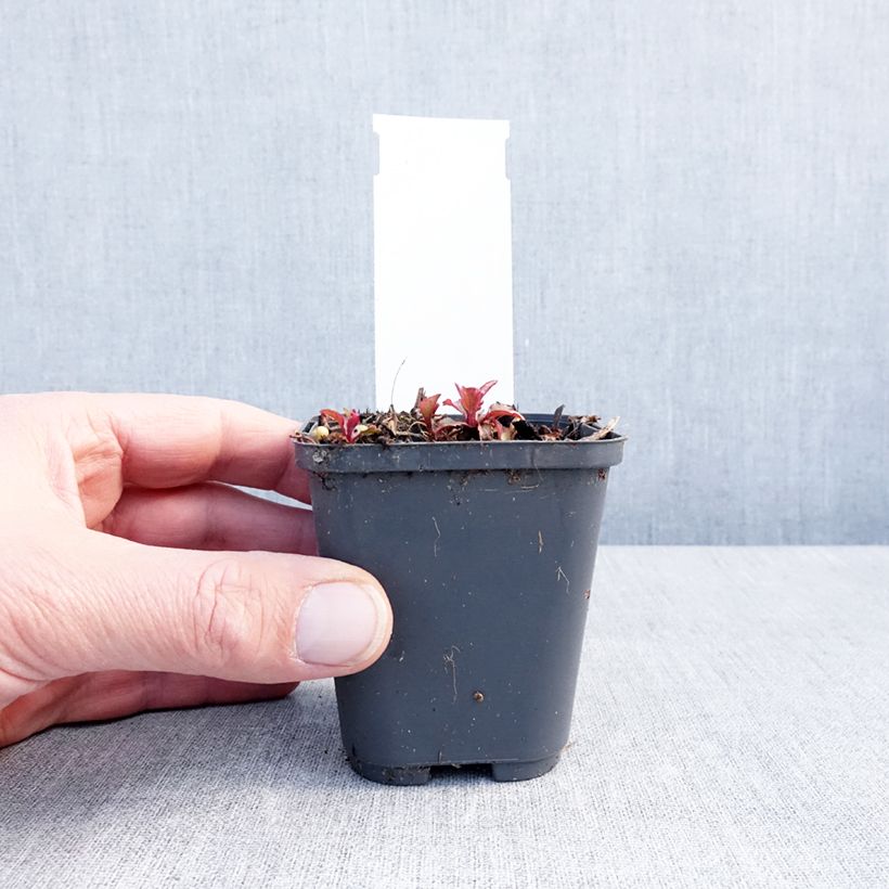 Esimerkki talvella toimitetusta Pisamakello Milky Way 8/9 cm taimiruukku-taimesta