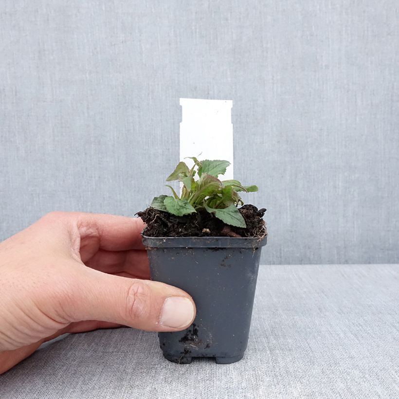 Esimerkki keväällä toimitetusta Pisamakello Milky Way Taimiruukku 8/9 cm-taimesta