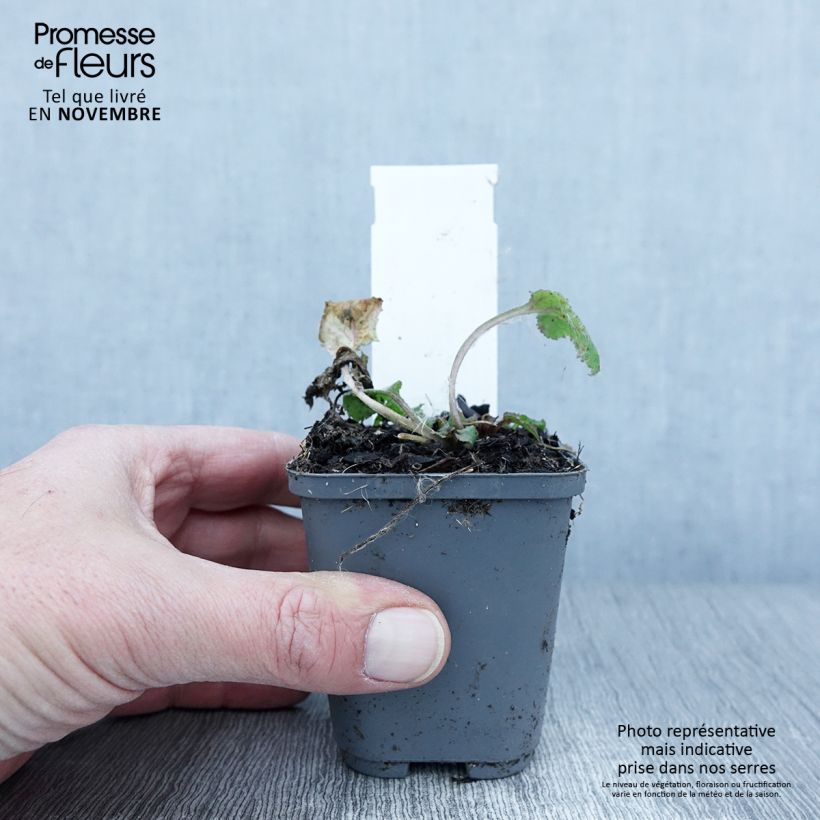 Esimerkki syksyllä toimitetusta Pisamakello Rubriflora 8/9 cm taimiruukku-taimesta