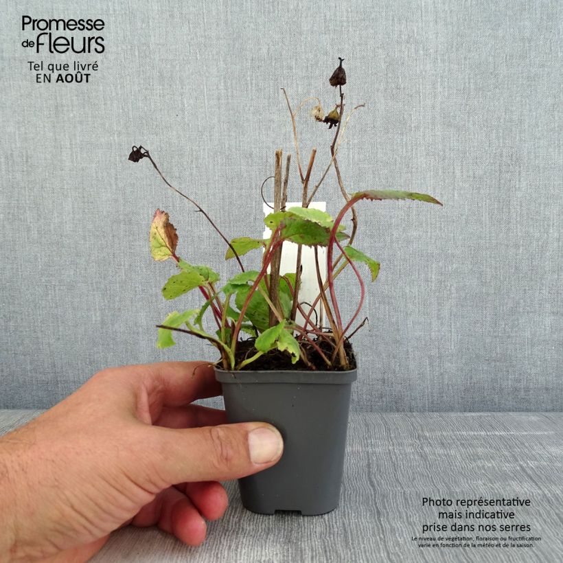 Esimerkki kesällä toimitetusta Pisamakello Rubriflora Taimiruukku 8/9 cm-taimesta