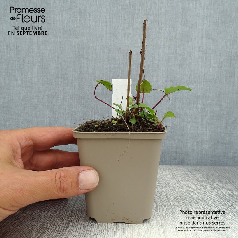 Esimerkki kesällä toimitetusta Vuohenkello - Campanula rapunculoides Godet de 8/9 cm-taimesta