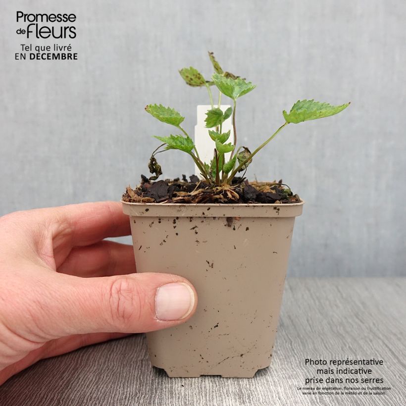 Esimerkki syksyllä toimitetusta Varsankello Bernice 8/9 cm taimiruukku-taimesta