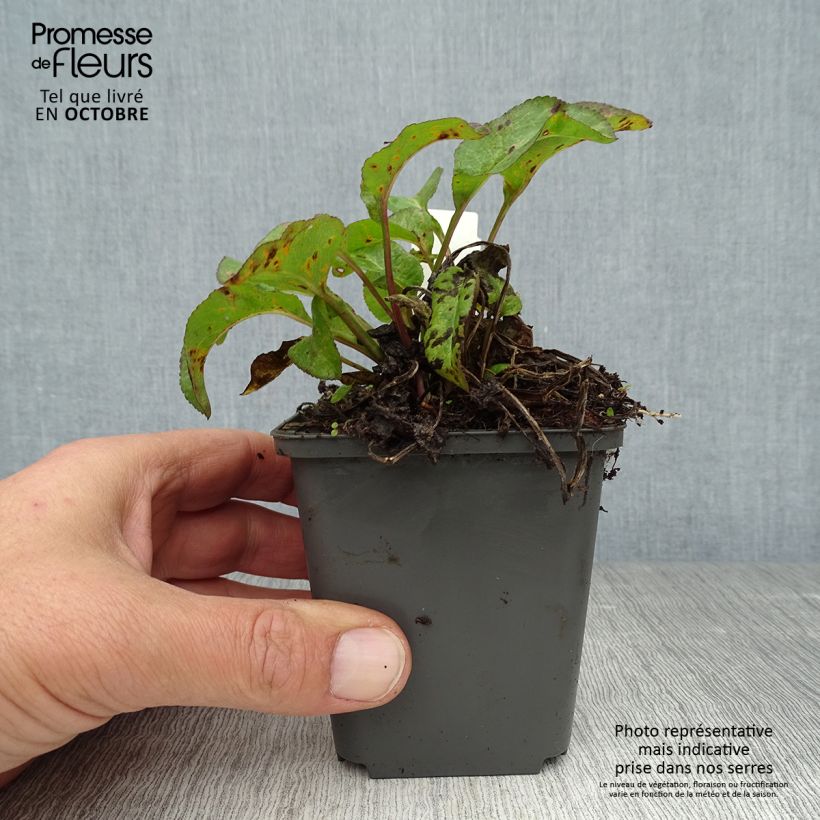 Esimerkki syksyllä toimitetusta Peurankello Superba 8/9 cm taimiruukku-taimesta