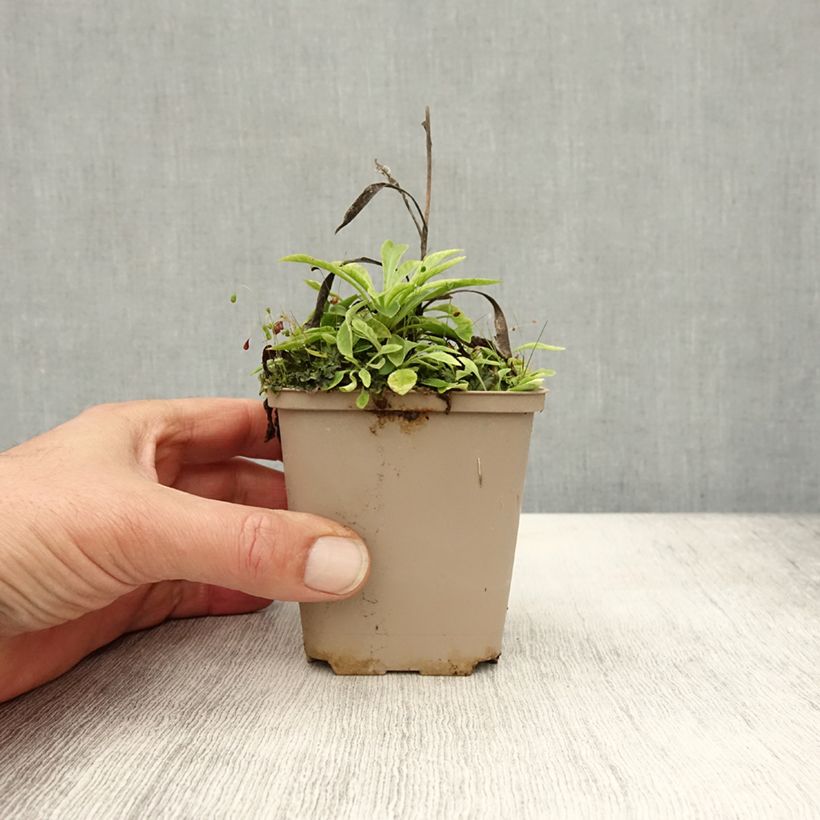 Esimerkki syksyllä toimitetusta Kurjenkello La Belle 8/9 cm taimiruukku-taimesta