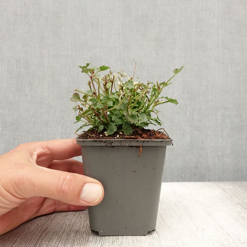 Esimerkki kesällä toimitetusta Täpläkello Royal Wave Godet de 8/9 cm-taimesta