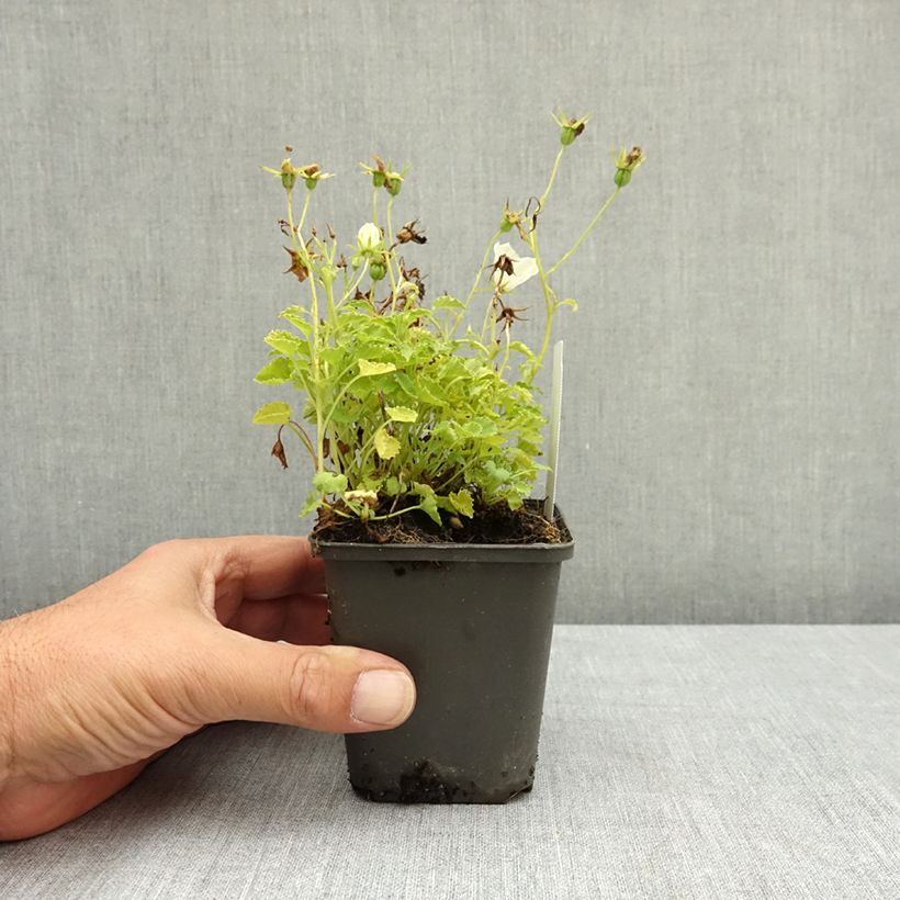 Esimerkki kesällä toimitetusta Karpaattienkello Clips valkoinen 8/9 cm taimiruukku-taimesta