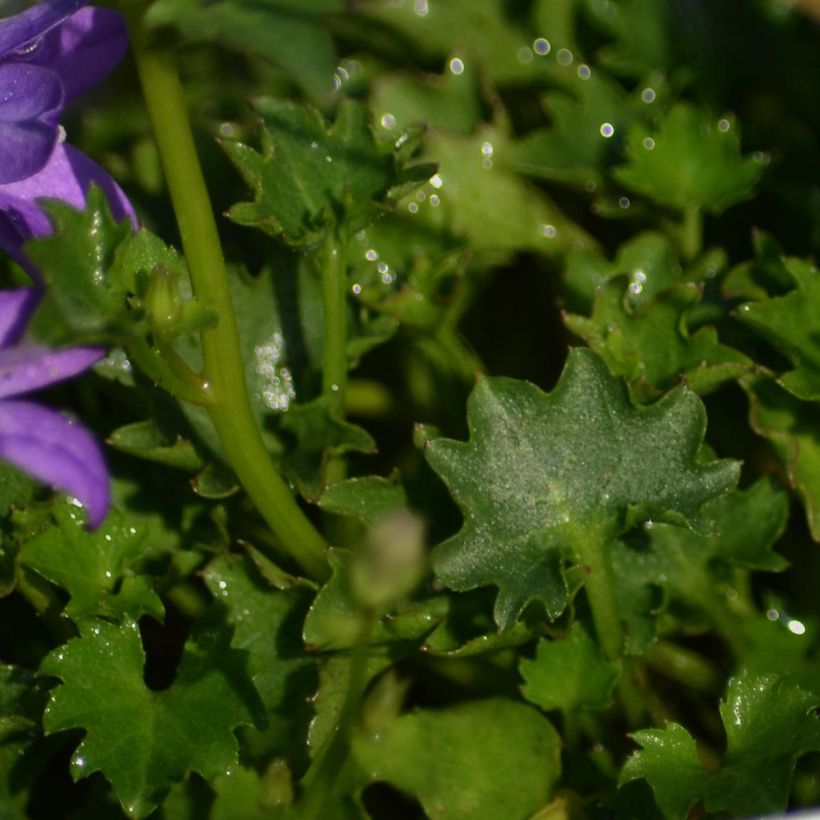 Muurikello - Campanula portenschlagiana (Lehvistö)
