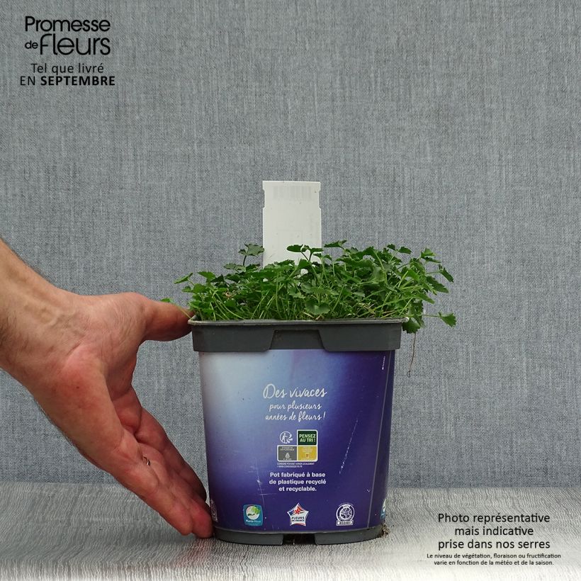 Esimerkki syksyllä toimitetusta Muurikello - Campanula portenschlagiana 2 litran/3 litran ruukku-taimesta
