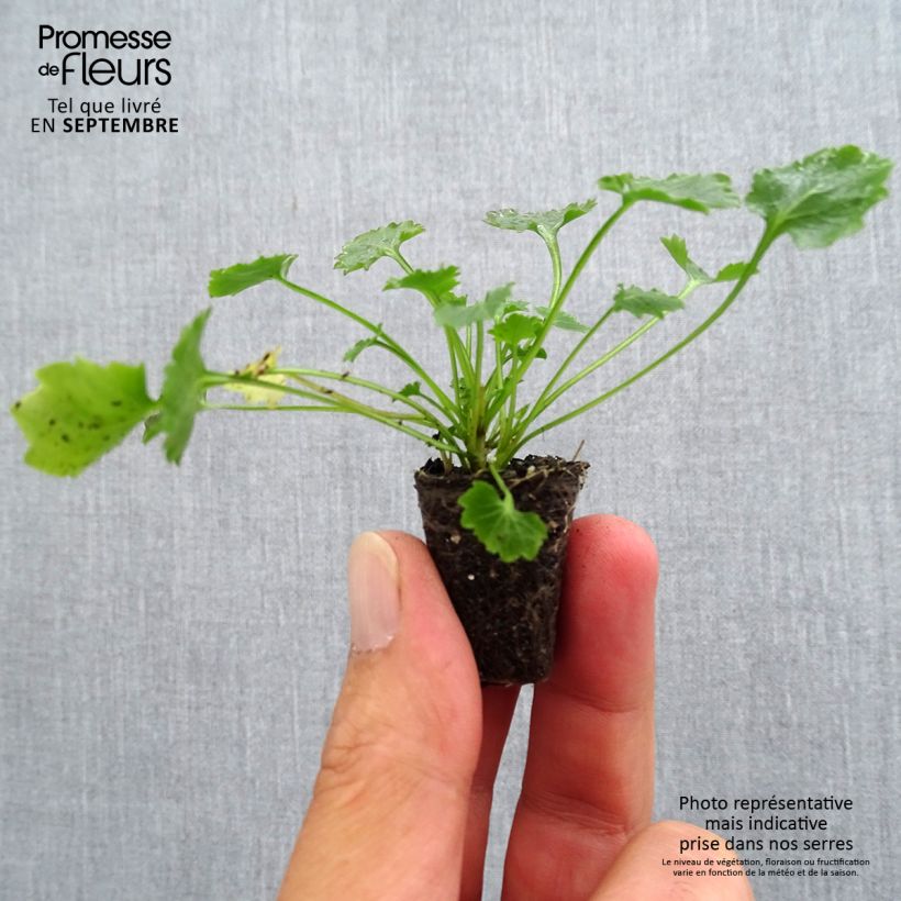 Esimerkki syksyllä toimitetusta Muurikello - Campanula portenschlagiana Minipaakku Ø 3/4 cm-taimesta