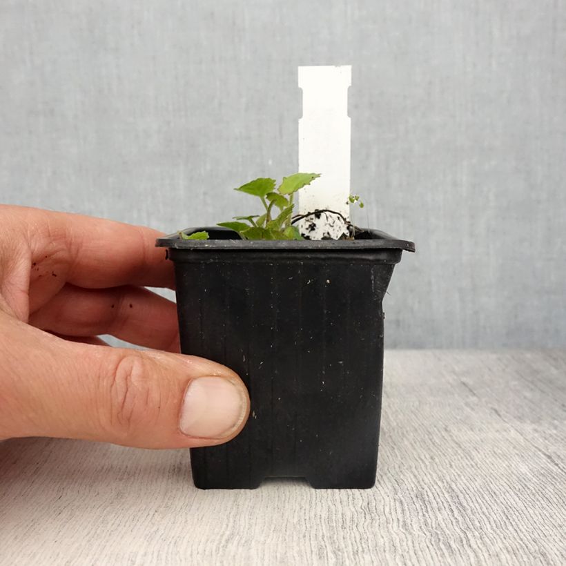 Esimerkki keväällä toimitetusta Kääpiökello Elizabeth Oliver Godet de 8/9 cm-taimesta