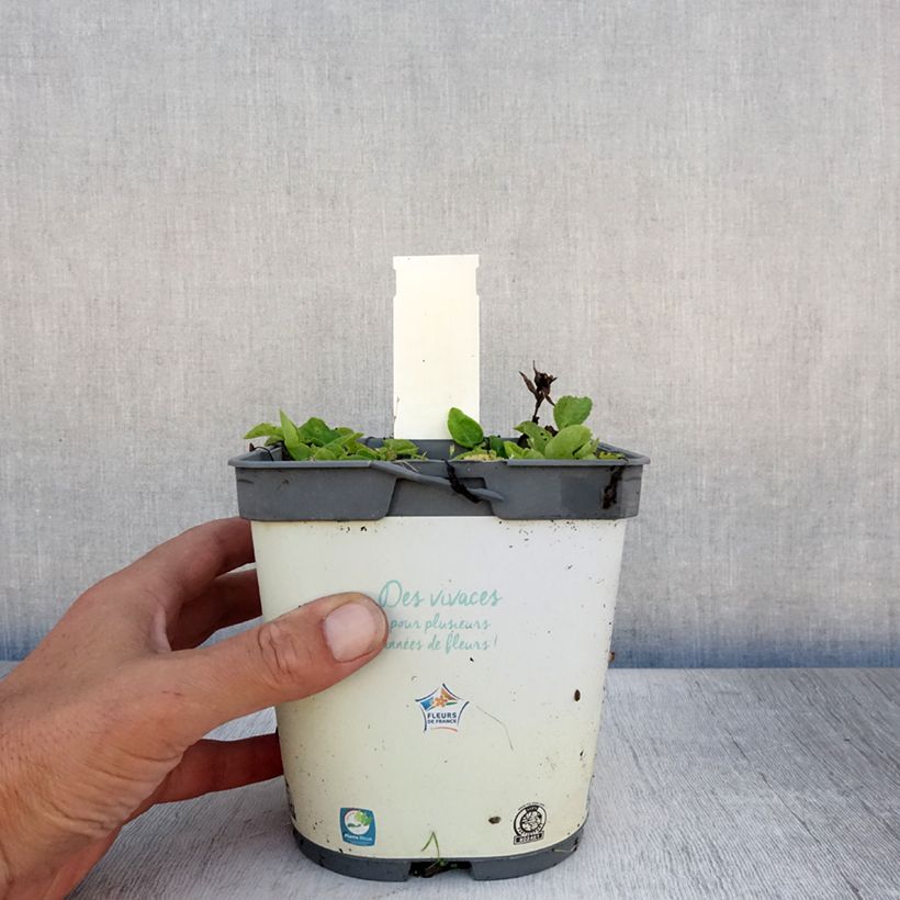 Esimerkki kesällä toimitetusta Peurankello Alba Pot de 2L/3L-taimesta