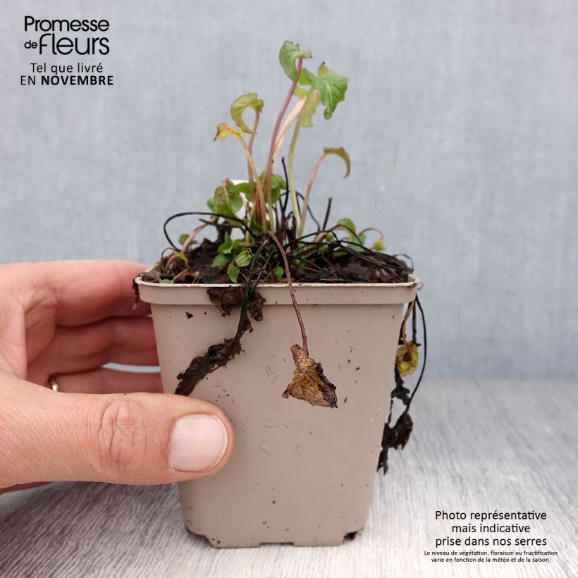 Esimerkki syksyllä toimitetusta Peurankello Joan Elliot 8/9 cm taimiruukku-taimesta