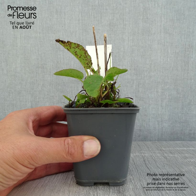 Esimerkki kesällä toimitetusta Peurankello var. dahurica Godet de 8/9 cm-taimesta
