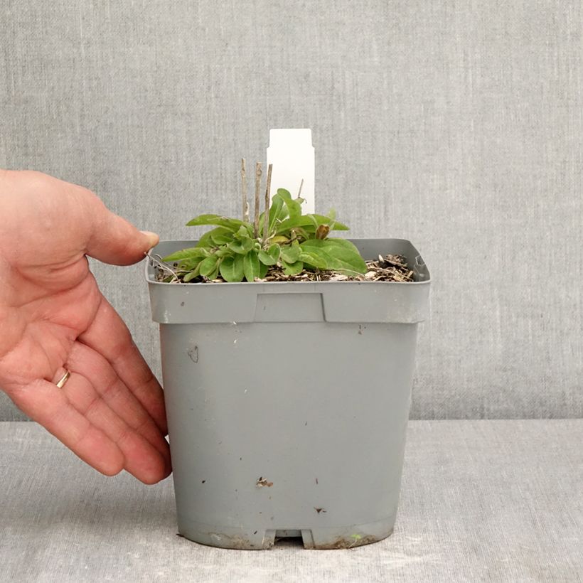 Esimerkki keväällä toimitetusta Peurankello var. dahurica Pot de 2L/3L-taimesta