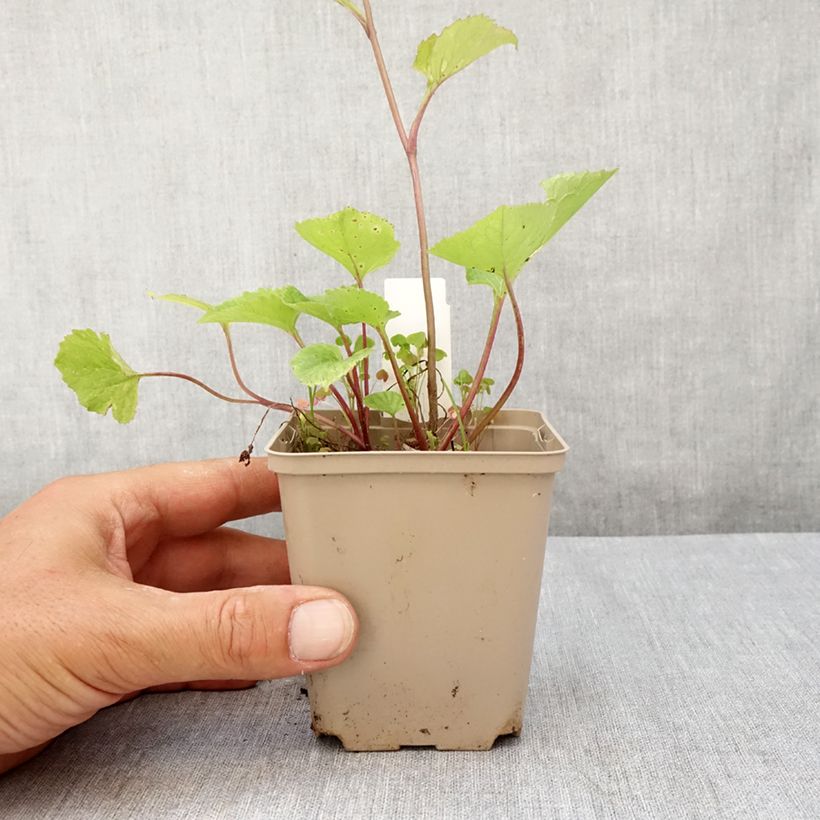 Esimerkki kesällä toimitetusta Täpläkello Kent Belle Taimiruukku 8/9 cm-taimesta