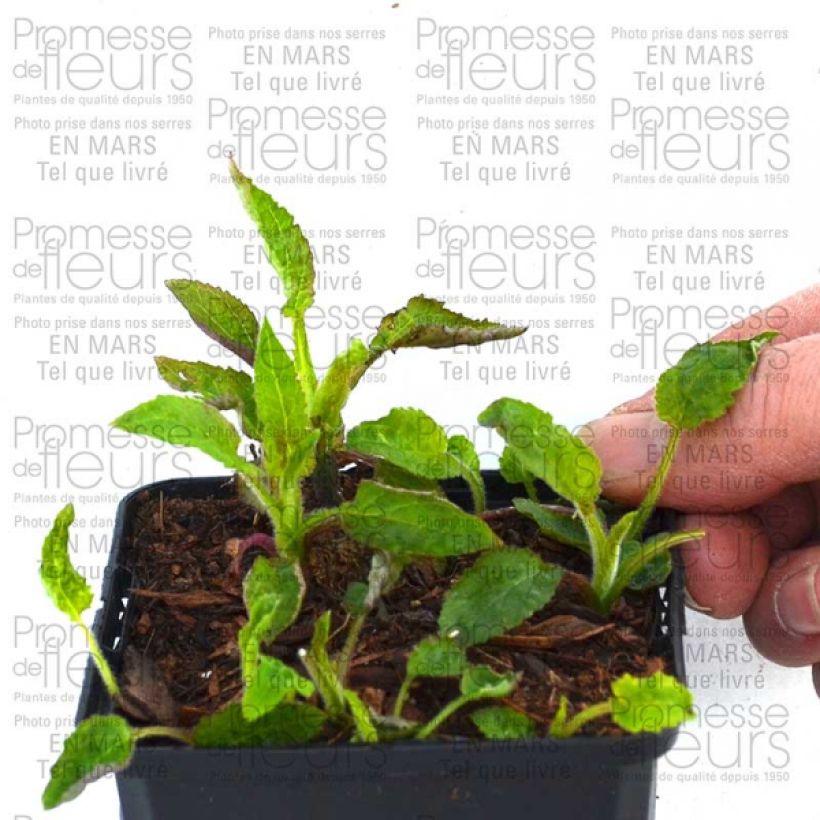 Esimerkki toimitetusta Täpläkello Pantaloons Pot de 1L/1,5L-taimesta
