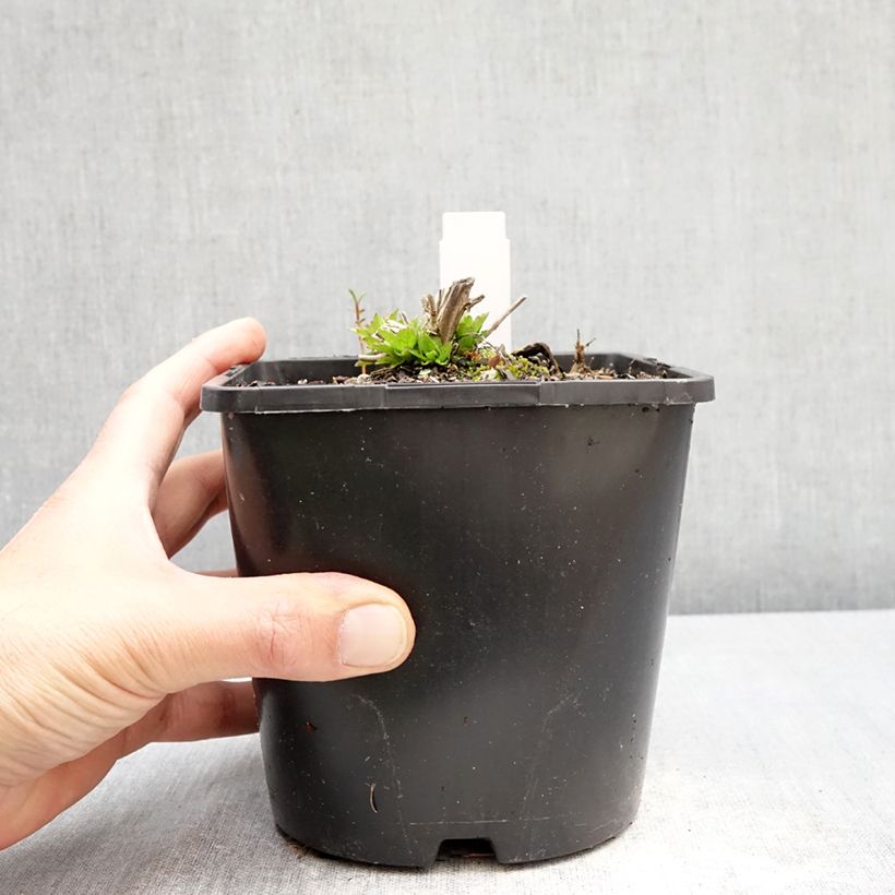 Esimerkki keväällä toimitetusta Maitokello Loddon Anna Pot de 1,5L/2L-taimesta