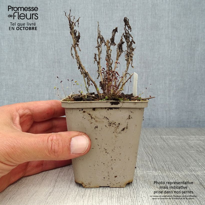 Esimerkki syksyllä toimitetusta Maitokello Prichard s variety 8/9 cm taimiruukku-taimesta