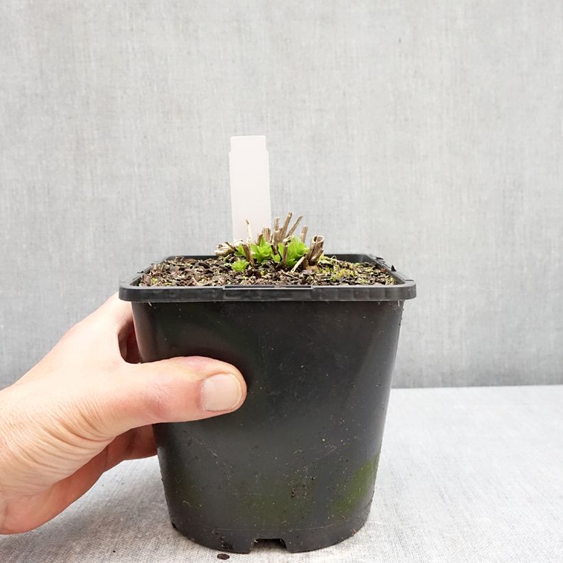 Esimerkki keväällä toimitetusta Maitokello Prichard s variety Ruukku 2L / 3L-taimesta