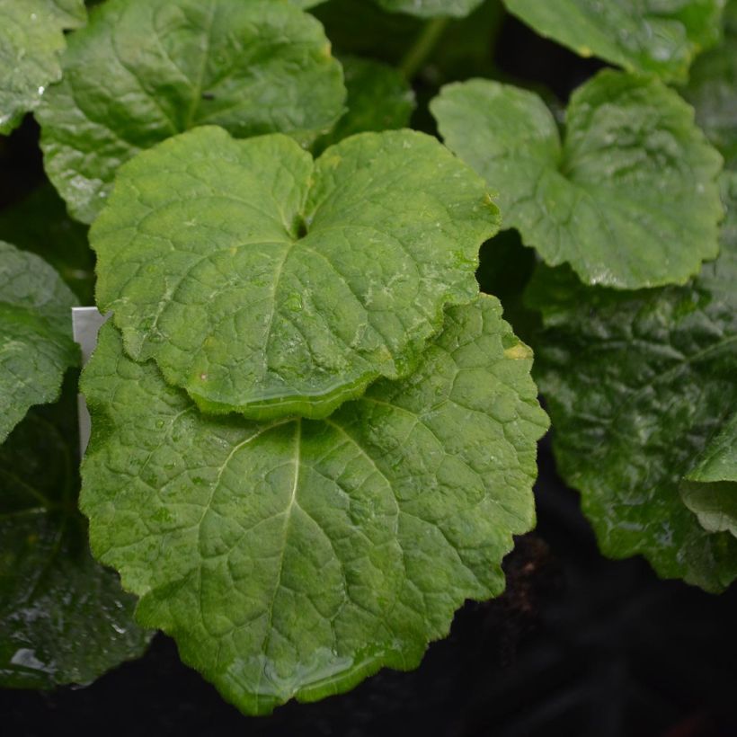 Ukonkello var. macrantha (Lehvistö)