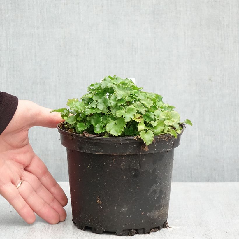 Esimerkki syksyllä toimitetusta Tähtikello - Campanula poscharskyana 2 litran/3 litran ruukku-taimesta