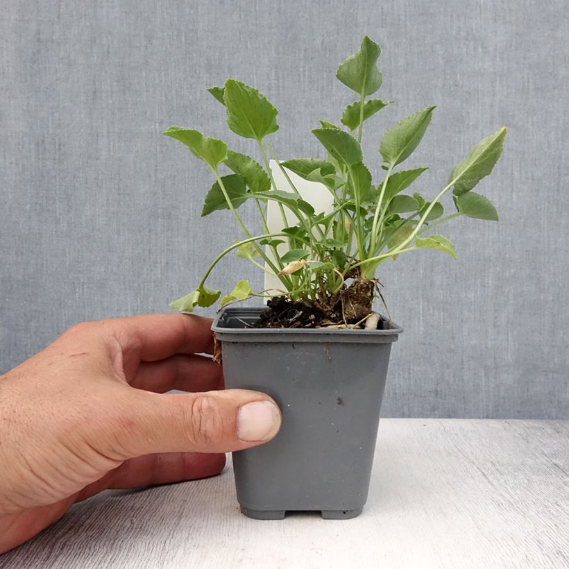 Esimerkki kesällä toimitetusta Ritarinkello Alba Taimiruukku 8/9 cm-taimesta