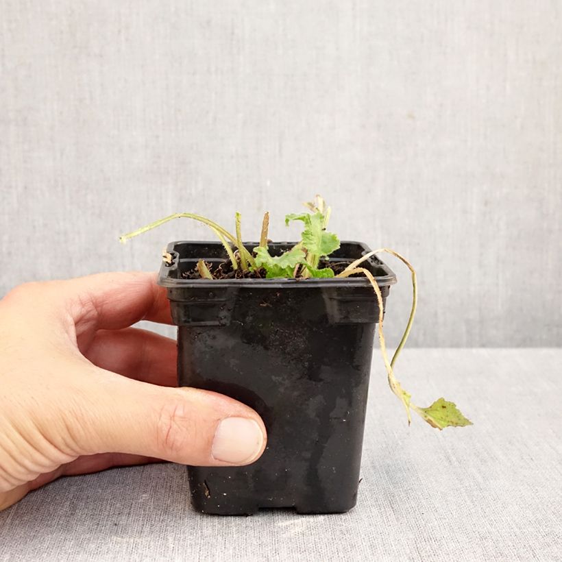Esimerkki syksyllä toimitetusta Täpläkello Elisabeth 7/8 cm taimiruukku-taimesta