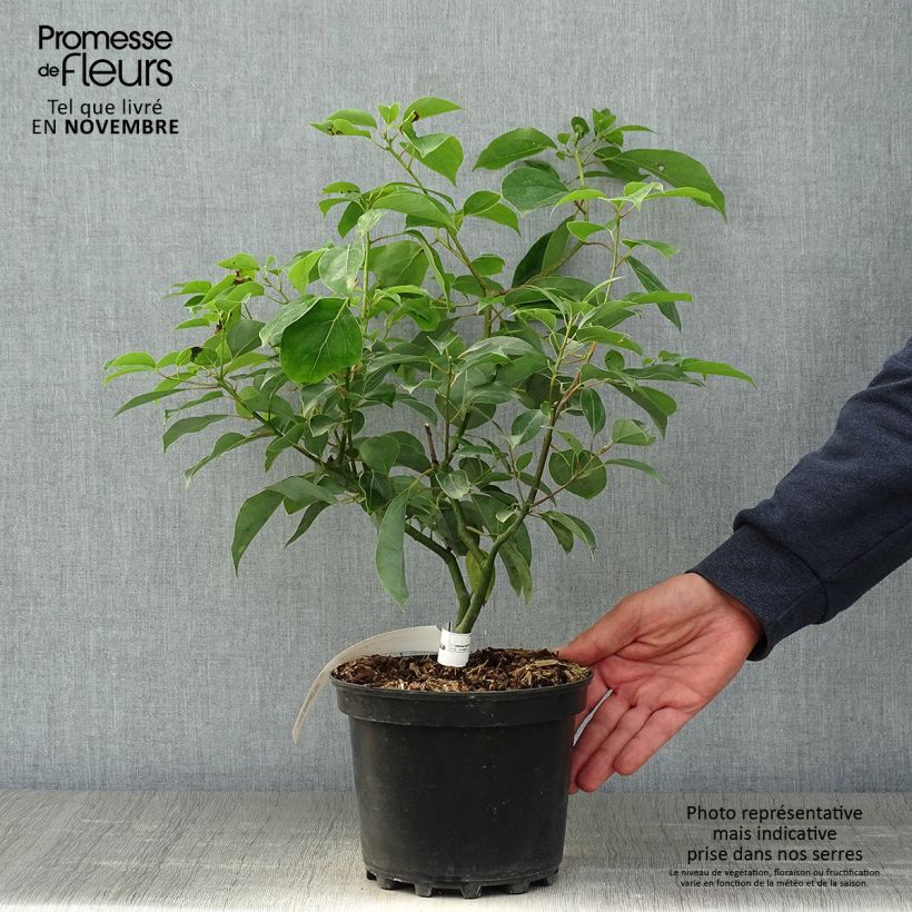 Esimerkki syksyllä toimitetusta Kamferipuu - Cinnamomum camphora 2 litran/3 litran ruukku-taimesta