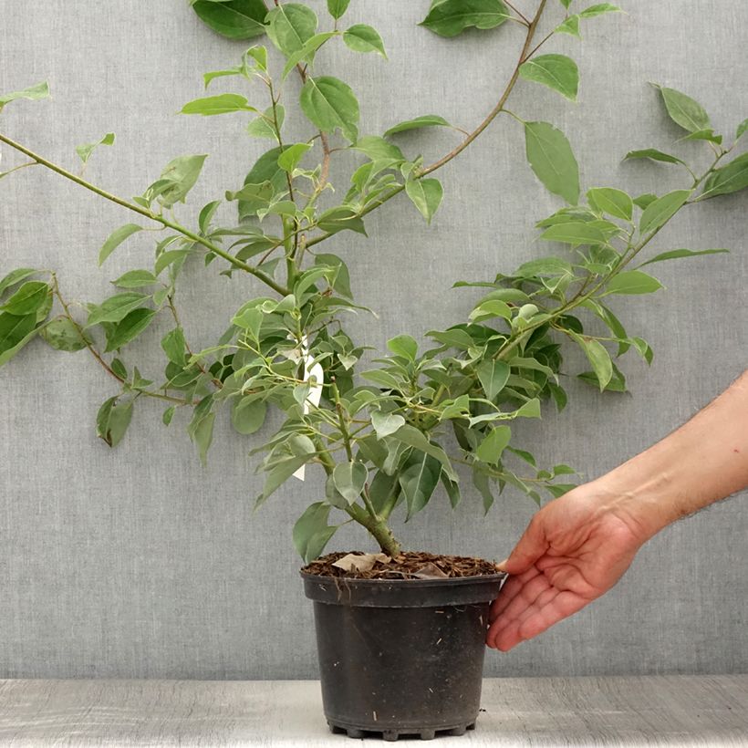Esimerkki kesällä toimitetusta Kamferipuu - Cinnamomum camphora Ruukku 2L / 3L-taimesta