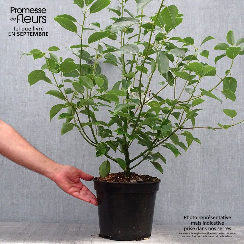 Esimerkki syksyllä toimitetusta Kamferipuu - Cinnamomum camphora 7,5 litran / 10 litran ruukku-taimesta